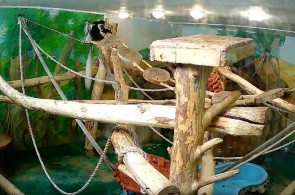 Colobus. Novosibirsk Zoo namens R. A. Shilo Webcam online
