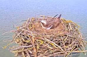 Rutland Fischadler. Webcams Rutland