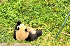 Großer Panda. Chengdu-Webcams online