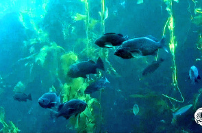 Monterey Bay Aquarium in Echtzeit