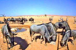 Wasserstelle in der Namib-Wüste. Rehoboth-Webcams