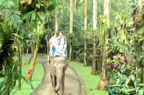 Elefantenpark. Webcams Bali online