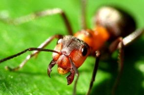 Ameisen, Webcam online im New Orleans Insectarium