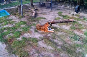 Amur-Tiger. Webcams Barnaul