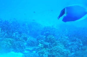 Unterwasserkamera auf der Insel Meeru. Webcams Meeru