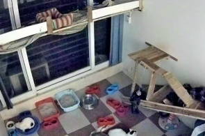 "Hanoi Pet Rescue" Shelter Webcam online