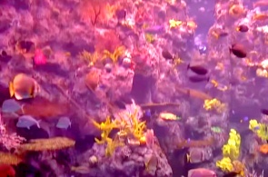 Tropisches Riffaquarium des Pazifiks. Long Beach-Webcams