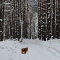 TOP 5 sibirische Ecken, die eine unvergessliche Winterreise geben werden