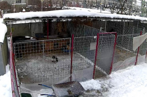 Tierheim "DOG RESCUE". Bukarest Webcam online