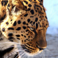 Neue Routen auf "Land des Leoparden"