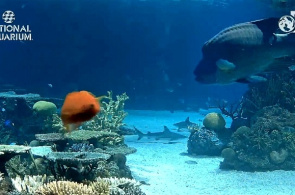Riffhaie. National Aquarium Webcam online