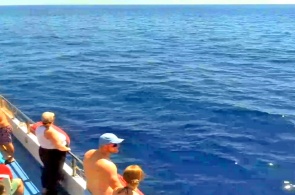 Katamaran Royal Delfin. Teneriffa-Webcam online