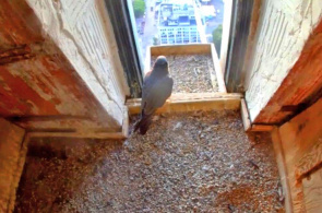 Wanderfalke ist ein Greifvogel aus der Familie der Falken. Boston Webcams online