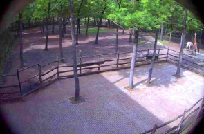Szegedi Vadaspark Zoo Aussichtsplattform. Segeds Webkamera online