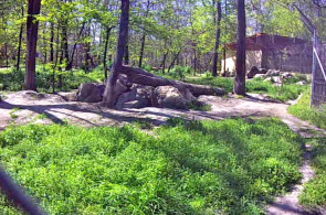 Eine Voliere mit grauen Wölfen. Szegedi Vadaspark Zoo Webcam online