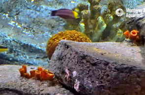 Korallenriff. Monterey Webcams online
