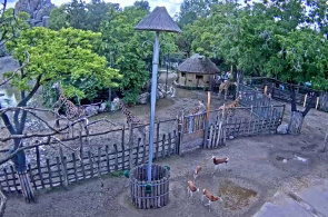Budapester Zoo. Budapester Webcams online