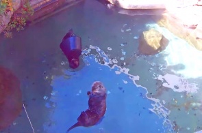 Otter-Aquarium. Seattle-Webcams