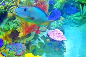 Aquarium mit tropischen Fischen. Long Beach-Webcams