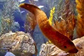 Blaues Höhlen-Aquarium. Long Beach-Webcams