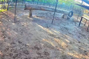 Afrikanischer Löwe. Barnaul Zoo Webcam online