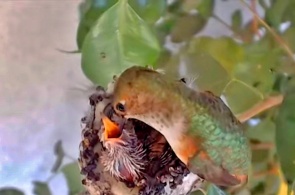 Kolibri-Nest. Webcams La Verne online
