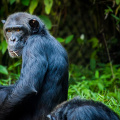 Uganda Tourismus Ausschuss fordert Gäste auf, nicht mit Primaten zu kommunizieren