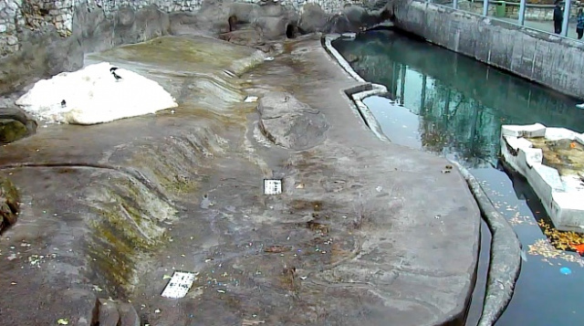 Moskauer Zoo. Eisbären Webcam online