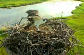 Fischadler ist ein Greifvogel. Boston Webcams online